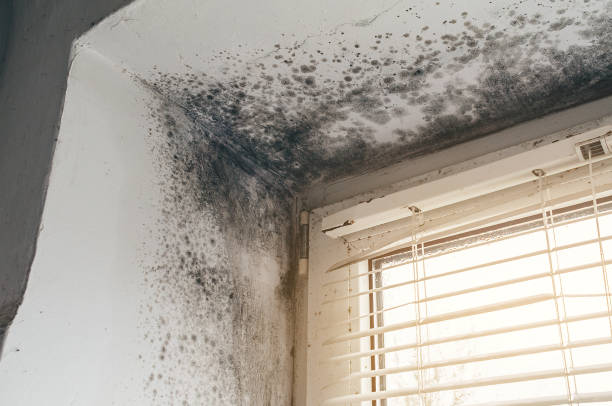 Affordable Mold Inspection And Testing solutions in Andover, MN